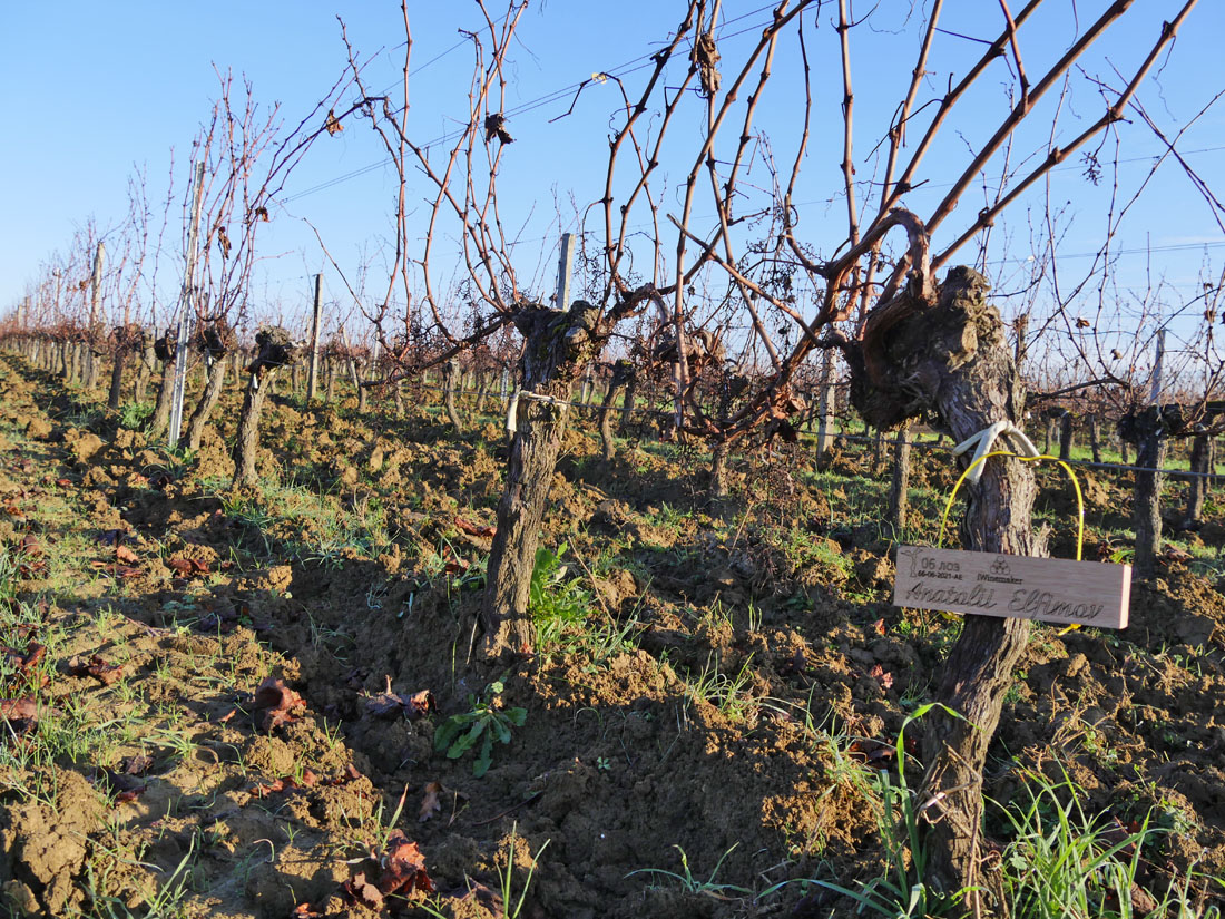 Виноградник на урожай